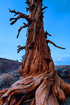 Great Basin Bristlecone Pine (Pinus longaeva) ancient tree, Inyo National forest, White Mountains, California, USA, March.