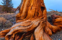 Great Basin Bristlecone Pine (Pinus longaeva) roots of ancient tree, Inyo National forest, White Mountains, California, USA, March.