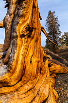 Great Basin Bristlecone Pine (Pinus longaeva) trunk of ancient tree, Inyo National forest, White Mountains, California, USA, March.
