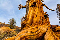 Great Basin Bristlecone Pine (Pinus longaeva) trunk of ancient tree, Inyo National forest, White Mountains, California, USA.