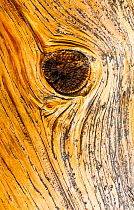 Great Basin Bristlecone Pine (Pinus longaeva) close up of knot in wood of ancient tree, Inyo National forest, White Mountains, California, USA.
