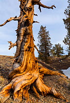Great Basin Bristlecone Pine (Pinus longaeva) ancient tree, Inyo National forest, White Mountains, California, USA.