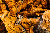 Great Basin Bristlecone Pine (Pinus longaeva) patterns in wood of ancient tree, Inyo National forest, White Mountains, California, USA, March.