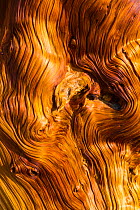 Great Basin Bristlecone Pine (Pinus longaeva) patterns in wood of ancient tree, Inyo National forest, White Mountains, California, USA, March.