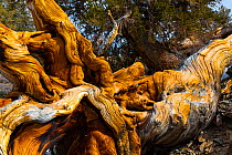 Great Basin Bristlecone Pine (Pinus longaeva) fallen ancient tree, White Mountains, California, USA, March.