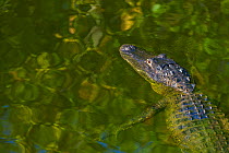 American alligator (Alligator mississippiensis) Everglades National Park, Florida, USA, March 2013.