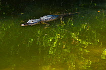 American alligator (Alligator mississippiensis) Everglades National Park, Florida, USA, March 2013.