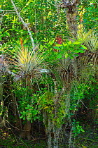 Tillandsia, probably Tillandsia fasciculata growing in Big Cypress National Preserve, Florida, USA, March 2013.
