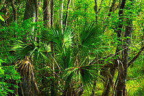 Common Sabal Palm (Sabal palmetto) Big Cypress National Preserve, Florida, USA, March 2013.