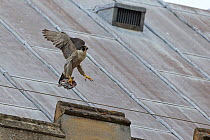 Peregrine (Falco peregrinus) with prey, Norwich Cathedral, Norwich, England, UK, June.