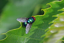 Greenbottle Fly (Lucilia sp) on leaf, England, UK, July.