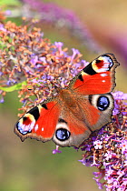 European Peacock butterfly (Inachis io) on buddleia, Suffolk, England, UK, August.