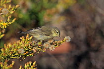 Willow Warbler (Phylloscopus trochilus) Portugal, October.