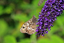 Grayling butterfly (Hipparchia semele) Suffolk, England, UK, August.