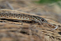 Large Caspian Whip Snake (Dolichophis caspius) Bulgaria,  September.