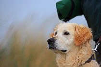 Dog (Canis lupus familiaris) on lead, Norfolk, England, UK, October.