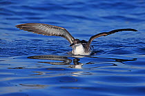 Great Shearwater (Puffinus gravis) with wings stretched, Portugal, October.