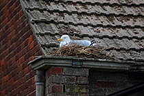 Herring Gull (Larus argentatus) nesting on roof, Dorset, England, UK, May.