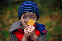 Boy looking at leaf through magnifying glass, Norwich, UK, November 2013. Model released.