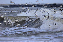 Black-headed gulls (Chroicocephalus ridibundus), Common gull (Larus canus) and Herring Gulls (Larus argentatus) flying over breaking wave,  Sea Palling, Norfolk, UK, March.
