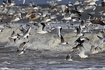 Black-headed gulls (Chroicocephalus ridibundus), Common gull (Larus canus) and Herring Gulls (Larus argentatus) flying over waves, Sea Palling, Norfolk, UK, March.