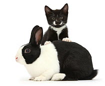 Black-and-white tuxedo male kitten, Tuxie, 8 weeks, with black-and-white Dutch rabbit, against white background