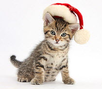 Cute tabby kitten, Fosset, 7 weeks, wearing a Father Christmas hat, against white background