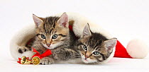 Cute tabby kittens, Stanley and Fosset, 7 weeks, in a Father Christmas hat, against white background