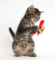 Cute tabby kitten, Fosset, 7 weeks, playing with Christmas bells on a red ribbon, against white background