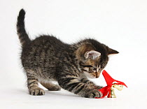 Cute tabby kitten, Fosset, 7 weeks, playing with Christmas bells on a red ribbon, against white background