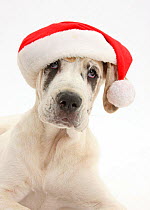 Great Dane pup, Tia, 14 weeks, lying with head up, wearing a Father Christmas hat, against white background
