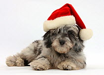 Fluffy black-and-grey Daxie-doodle pup, Pebbles, wearing a Father Christmas hat, against white background