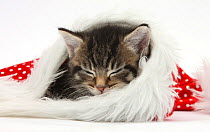 Cute tabby kitten, Fosset, 5 weeks, sleeping in a Father Christmas hat, against white background
