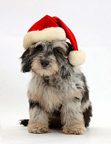 Fluffy black-and-grey Daxie-doodle pup, Pebbles, wearing a Father Christmas hat, against white background