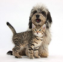 Tabby kitten, Stanley, 8 weeks, with fluffy black-and-grey Daxie-doodle pup, Pebbles, against white background