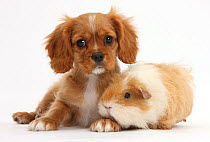 Blenheim Cavalier King Charles Spaniel pup, Star, with shaggy Guinea pig, against white background