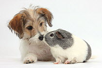 Bichon Frise x Jack Russell Terrier puppy, Bindi, 12 weeks, with silver-and-white Guinea pig, against white background
