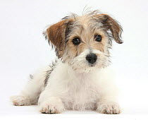 Bichon Frisé x Jack Russell Terrier puppy, Bindi, 12 weeks, lying with head up, against white background