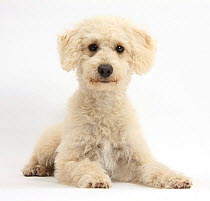 Cream Goldendoodle bitch, Lacy, 9 months, lying with head up, against white background