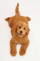 Cute red toy Goldendoodle puppy, Flicker, 12 weeks, lying sprawled out and looking up, against white background