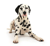 Dalmatian dog, Jack, 5 years, with one black ear, lying with head up, against white background