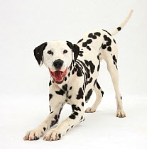 Dalmatian dog, Barney, 6 years, in play-bow stance, against white background