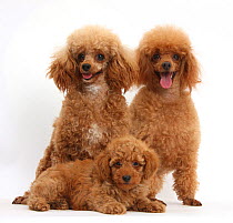 RF- Red Toy Poodle dog, Reggie, with bitch and puppy, against white background. (This image may be licensed either as rights managed or royalty free.)