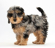 Cute tricolour merle Daxie-doodle puppy, Dougal, standing, against white background