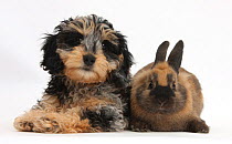 Cute tricolour merle Daxie-doodle puppy, Dougal, with a black-and-brown rabbit, against white background