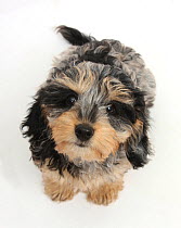 Cute tricolour merle Daxie-doodle puppy, Dougal, sitting and looking up, against white background