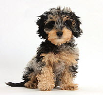 Cute tricolour merle Daxie-doodle puppy, Dougal, sitting, against white background