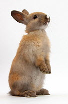 Baby brown rabbit standing up, against white background