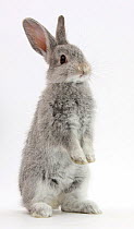 Baby silver rabbit standing up, against white background