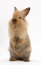 Young rabbit standing up, against white background